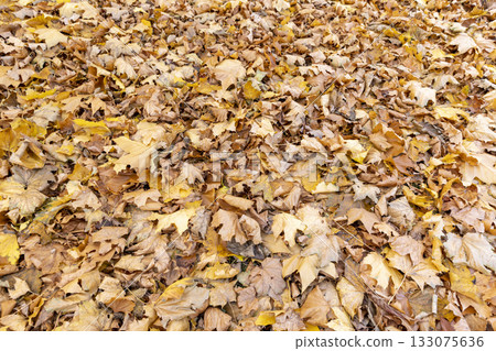 the old maple leaves that have long since fallen to the ground which have turned rusty orange, the grass and the ground strewn with maple leaves in the park 133075636