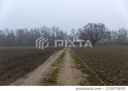 a narrow track for cars to drive through a plowed field in the autumn season, late autumn with cloudy weather and a gray sky , an old oak tree grows in the field a narrow track for cars to drive through a plowed field in the autumn season, late autumn with cloudy weather and a gray sky , an old oak tree grows in the field 133075650