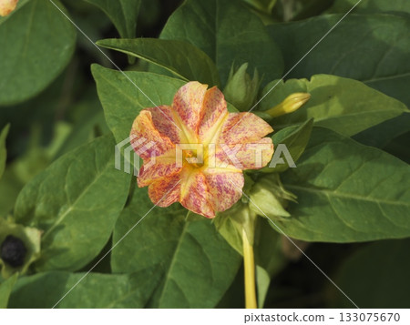 Mirabilis flowers bloom in the evening with beautiful orange and pink spots Mirabilis flowers bloom in the evening with beautiful orange and pink spots 133075670