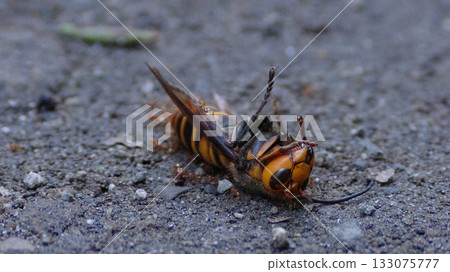 黃蜂遺骸 133075777