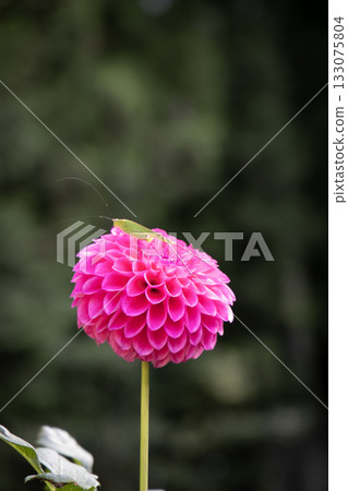 A pink dahlia with a grasshopper on it (variety: Ami-chan) 133075804