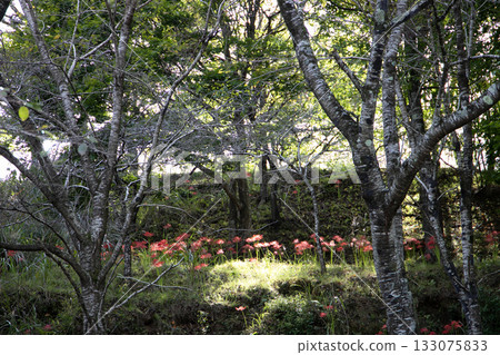 Red spider lilies blooming in the forest Red spider lilies blooming in the forest 133075833