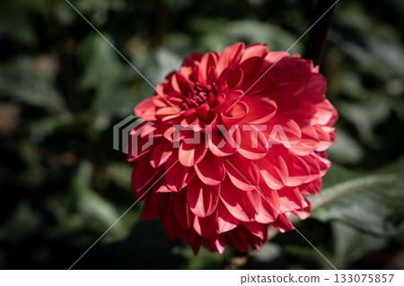 Deep orange dahlia (variety: Camion) Deep orange dahlia (variety: Camion) 133075857