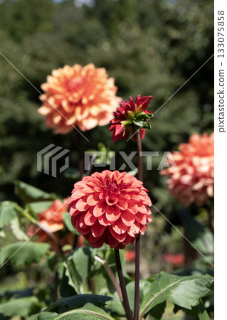 Deep orange dahlia (variety: Camion) Deep orange dahlia (variety: Camion) 133075858