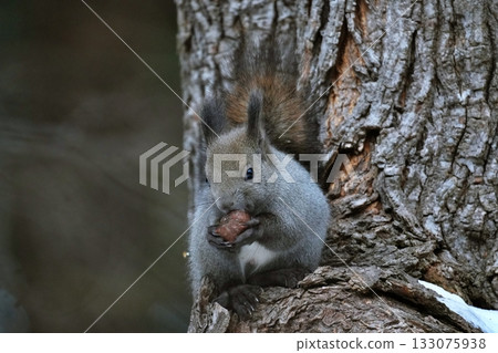 Baby Hokkaido squirrel Baby Hokkaido squirrel 133075938