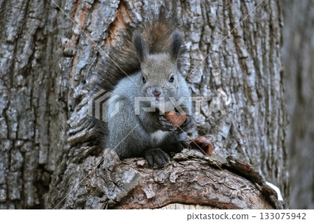 Baby Hokkaido squirrel Baby Hokkaido squirrel 133075942