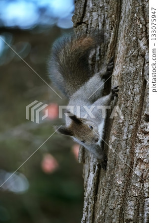 Ezo squirrel climbing a tree Ezo squirrel climbing a tree 133075947
