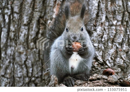 蝦夷松鼠爬樹 133075951