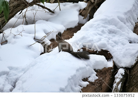 Hokkaido squirrel in winter scenery 133075952