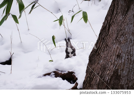 冬日北海道松鼠 冬日北海道松鼠 133075953