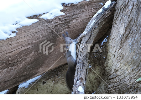 Hokkaido squirrel in winter scenery Hokkaido squirrel in winter scenery 133075954