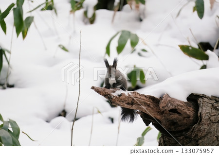 一隻松鼠站在雪地裡 一隻松鼠站在雪地裡 133075957