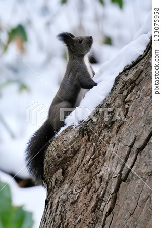 蝦夷松鼠爬樹 蝦夷松鼠爬樹 133075958