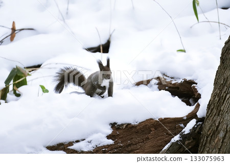 A squirrel standing in the snow A squirrel standing in the snow 133075963