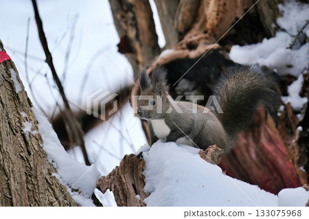 Ezoris playing in the snow Ezoris playing in the snow 133075968