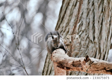 在樹上的Ezolith 在樹上的Ezolith 133075973