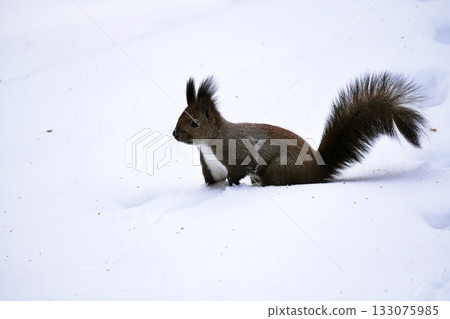 埃佐里斯在雪地裡玩 埃佐里斯在雪地裡玩 133075985