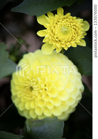 亮黃色大麗花（品種：科布） 133076000