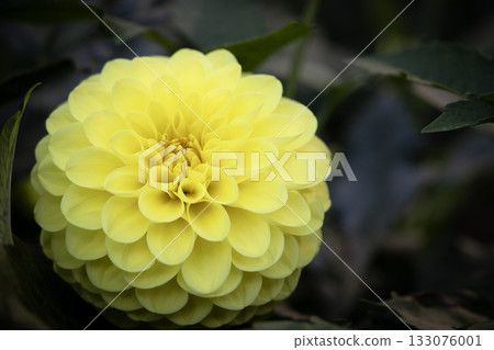 Bright yellow dahlia (variety: Kobou) 133076001
