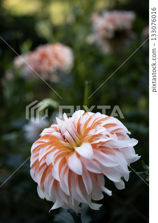 具有美麗橙白漸層的大麗花（品種：生剝まちゃんまる） 133076016