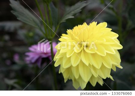 Bright yellow dahlia (variety: Gekkoubi) 133076060