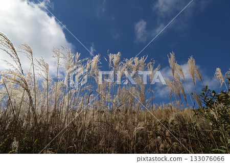 [Kasatoriyama] View of silver grass and blue sky from the summit 133076066