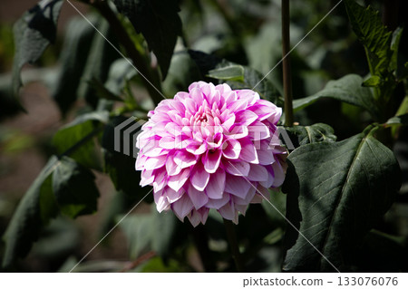 Soft pink dahlia (variety: Namahage Beauty) 133076076