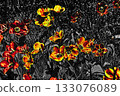 Mystic orange yellow red flowers on black meadow 133076089