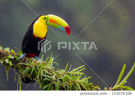 Keel Billed Toucan, Costa Rica, Central America, 133076106