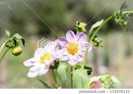 美麗的粉紅色大麗花(品種:Tesbrook Audrey) 美麗的粉紅色大麗花(品種:Tesbrook Audrey) 133076132
