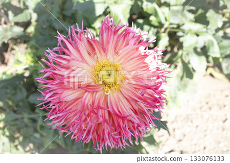 Dahlia (variety: Momiji Kujaku) with pointed petals and a pink-white gradient 133076133