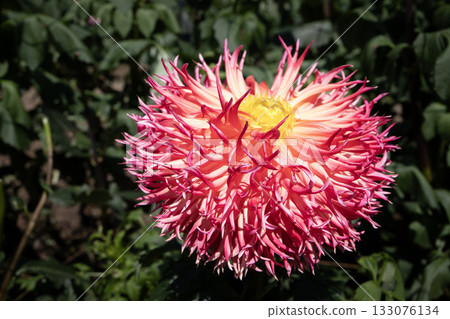 粉紅色大麗花，花瓣尖銳（品種：紅葉孔雀） 133076134