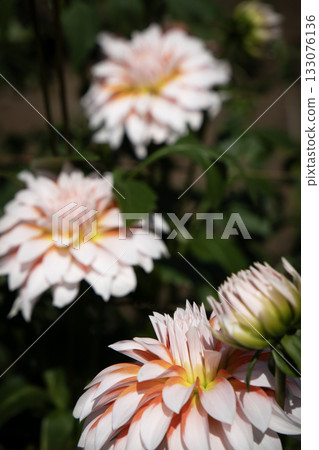 Dahlia with a beautiful orange and white gradation (variety: Namahage Masaru) Dahlia with a beautiful orange and white gradation (variety: Namahage Masaru) 133076136