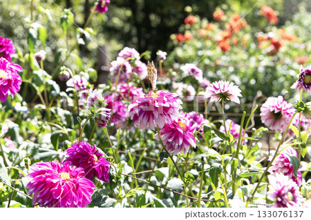 Pink dahlia with a butterfly on it (variety: Otedama, Indica) 133076137