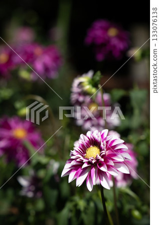 Dahlia (variety: Otedama) with a beautiful pink and white gradation 133076138