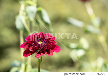 深紅色大麗花（品種：午夜皇后） 133076222
