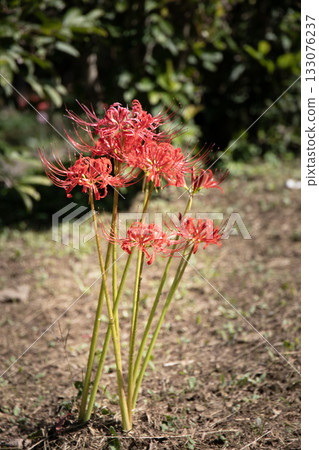 Bright red spider lilies blooming straight Bright red spider lilies blooming straight 133076237