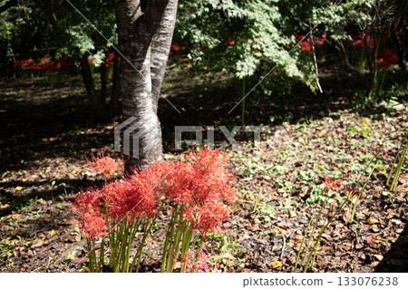 Bright red spider lilies blooming in the sunlight Bright red spider lilies blooming in the sunlight 133076238