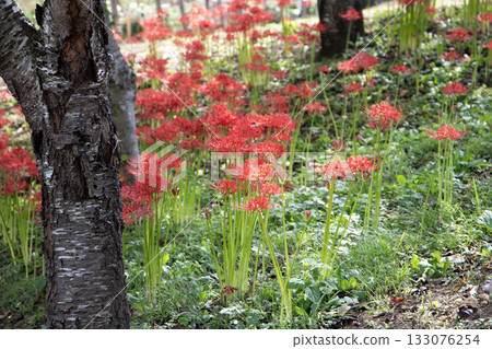 森林裡盛開著鮮紅的蜘蛛百合。 133076254