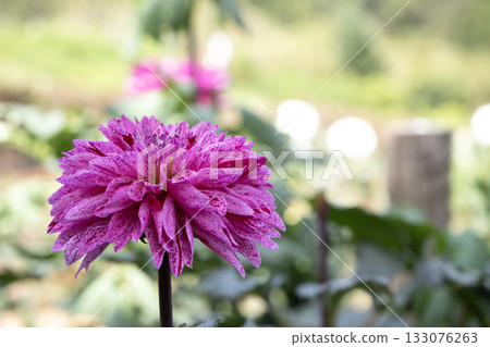 Purple mottled dahlia (variety: Sands of Time) Purple mottled dahlia (variety: Sands of Time) 133076263