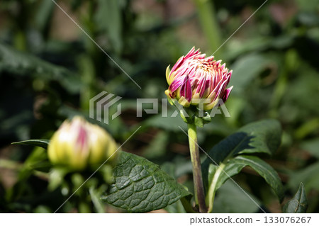 Red dahlia buds (variety: Sunrise) Red dahlia buds (variety: Sunrise) 133076267
