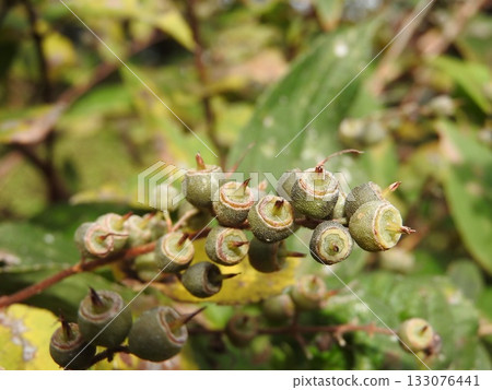 繡球科植物「溲疏」的果實於秋季成熟 133076441