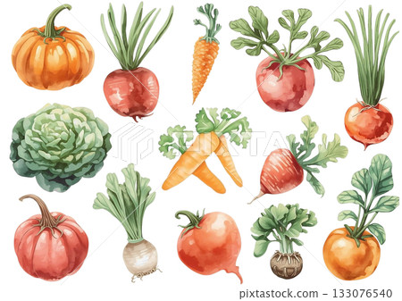 根莖類蔬菜和蔬菜水彩插圖集 根莖類蔬菜和蔬菜水彩插圖集 133076540