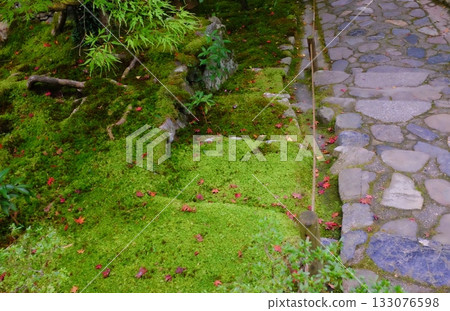 Falling red maple leaves in a mossy garden Falling red maple leaves in a mossy garden 133076598
