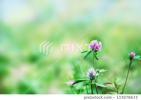 Pink meadow clover flowers (Trifolium pratense) on a soft, blurred green background. Close-up, delicate wildflowers, natural summer meadow, and botanical beauty. Pink meadow clover flowers (Trifolium pratense) on a soft, blurred green background. Close-up, delicate wildflowers, natural summer meadow, and botanical beauty. 133076633