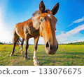 A curious brown horse peers out from the grass with a unique expression and powerful posture. 133076675