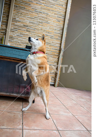 Shiba Inu standing on two hind legs Shiba Inu standing on two hind legs 133076853