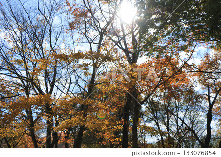 Trees beginning to change color under the sun Trees beginning to change color under the sun 133076854