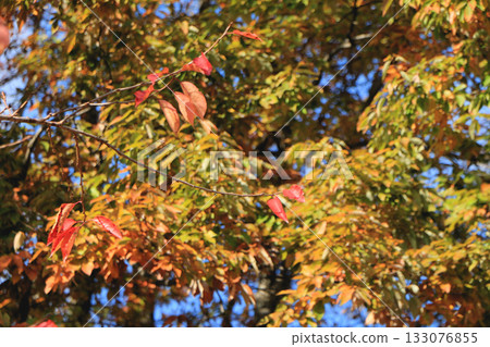 Trees that began to color Trees that began to color 133076855