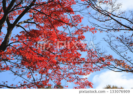 秋天的樹葉變成鮮紅色 秋天的樹葉變成鮮紅色 133076909